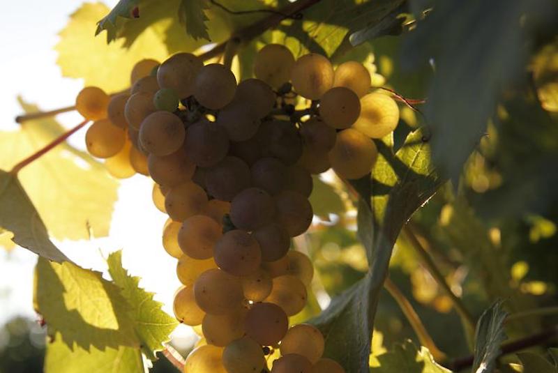 RAISIN BLANC
