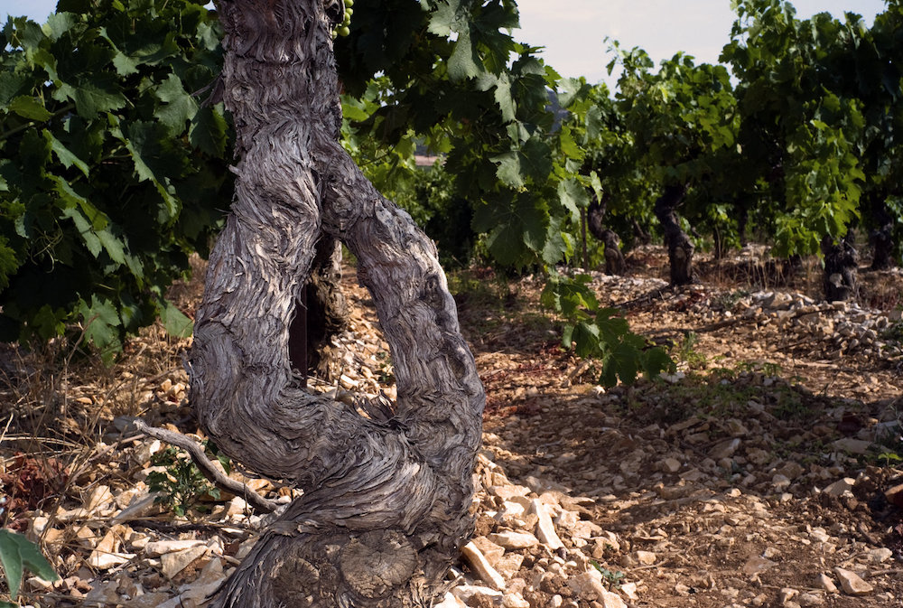 Vigne Rocaliere