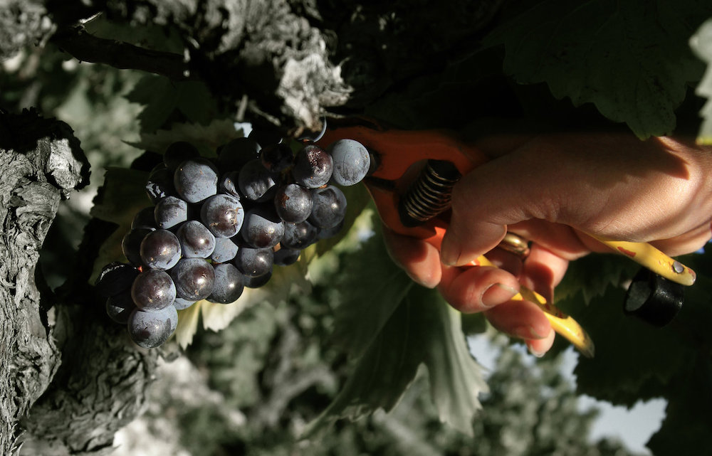 Rubvignoble