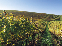 Ward Pinot