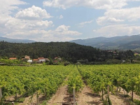 Ward Pinot